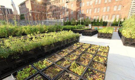 Riverpark Farm – Urban Farming in NYC