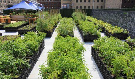 Riverpark Farm – Urban Farming in NYC