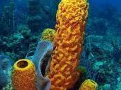 Featured Animal: Sponge