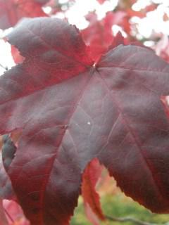 Acer rubrum leaf (Cambridge, 03/11/2011)