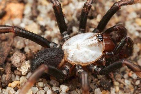 A New Species Of Albino Spiders Discovered