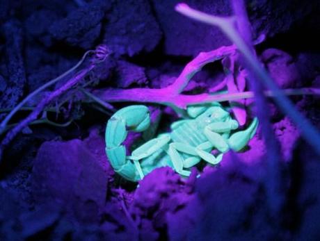 The Truth Behind Fluorescent Scorpions!!!