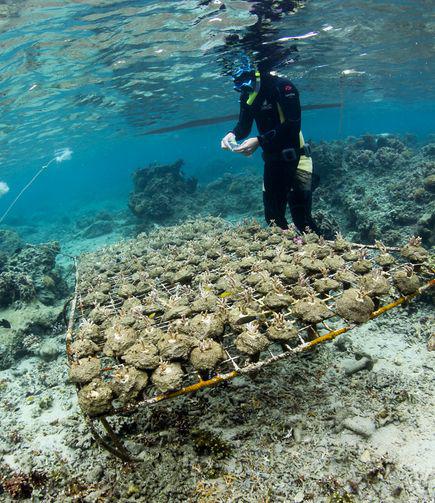 Seaweed’s “Chemical Weapons” Killing Corals