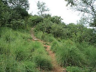 41) Mutathi - forest ride (Muthati): (31/8/2011)