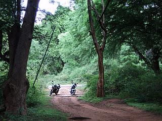 41) Mutathi - forest ride (Muthati): (31/8/2011)