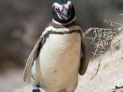 Featured Animal: Magellanic Penguin