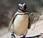 Featured Animal: Magellanic Penguin