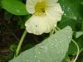 Bearded Yellow Nasturtium