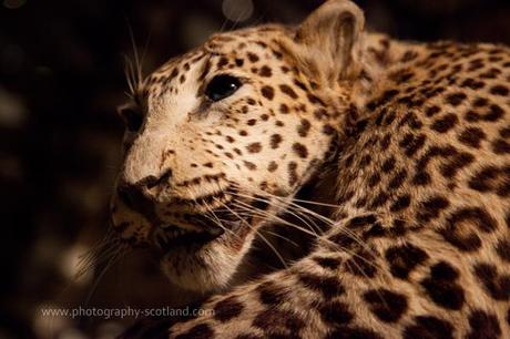 Photo - leopard in the National museum of Scotland