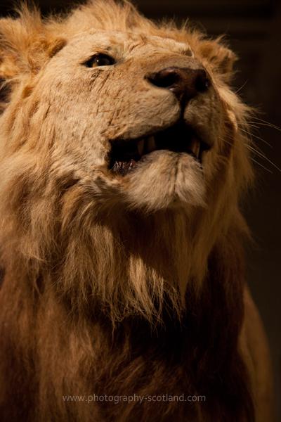 Photo - lion in Edinburgh's National Museum of Scotland