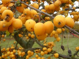 Malus 'Golden Hornet' fruit (Cambridge, 03/11/2011)