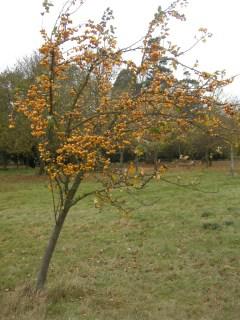 Malus 'Golden Hornet' (Cambridge, 03/11/2011)