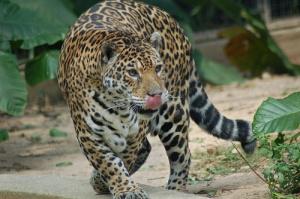 SPOTTING A JAGUAR NOW MADE EASIER