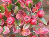 Plant Week: Cotoneaster Horizontalis