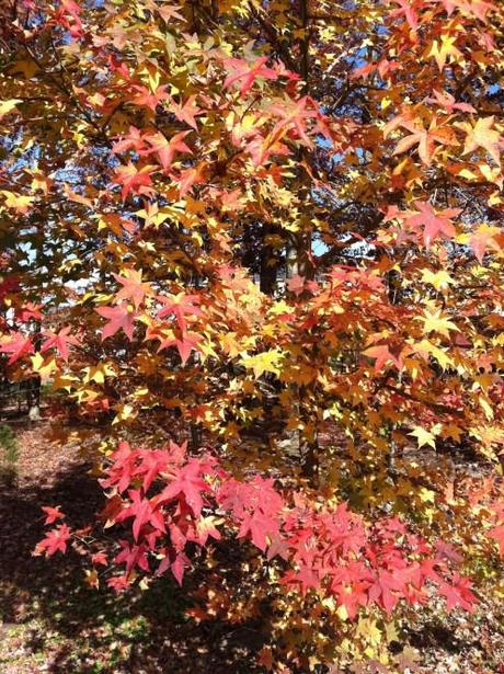 Photo Essay: Colors of Autumn