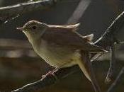 Featured Animal: Nightingale