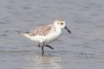 Spoon-Billed Sandpiper