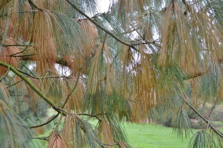 Sir Harold Hillier Gardens and Plants of Current Interest