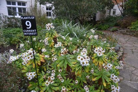 Sir Harold Hillier Gardens and Plants of Current Interest