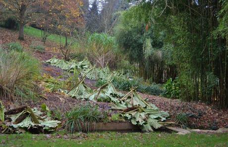 Sir Harold Hillier Gardens and Plants of Current Interest