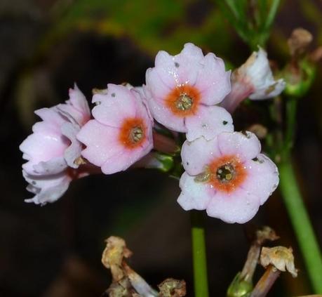 Sir Harold Hillier Gardens and Plants of Current Interest