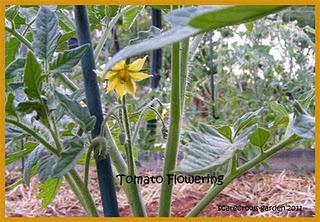 First Zucchini, First Tomatoes.