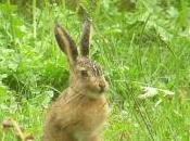 Featured Animal: Hare