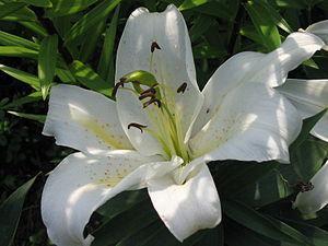 White lily