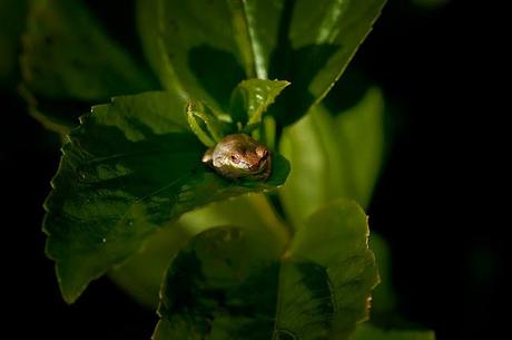 PHOTOGRAPHING THE VARIETY OF LIFE: LARGE AND SMALL