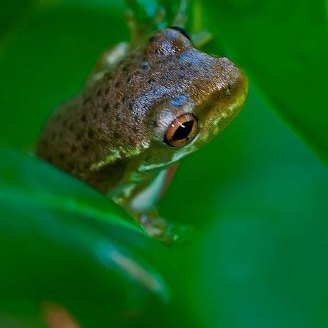 PHOTOGRAPHING THE VARIETY OF LIFE: LARGE AND SMALL