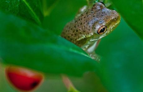 PHOTOGRAPHING THE VARIETY OF LIFE: LARGE AND SMALL