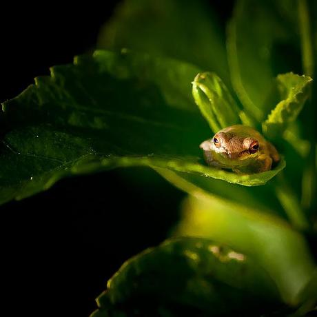 PHOTOGRAPHING THE VARIETY OF LIFE: LARGE AND SMALL