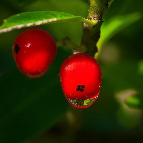 PHOTOGRAPHING THE VARIETY OF LIFE: LARGE AND SMALL