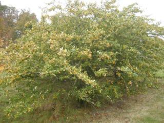 Cotoneaster salicifolius 'Rothschildianus' (Cambridge, 03/11/2011)