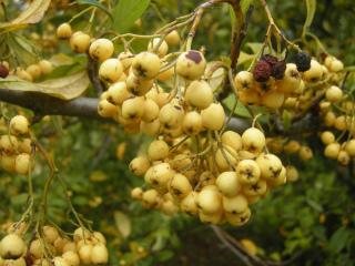 Cotoneaster salicifolius 'Rothschildianus'  berries (Cambridge, 03/11/2011)