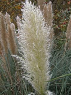 Cortaderia selloana ‘Pumila' plume (05/11/2011, London)