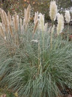 Cortaderia selloana ‘Pumila' (05/11/2011, London)