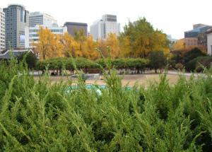 Deoksugung Draped in the Colours of Autumn