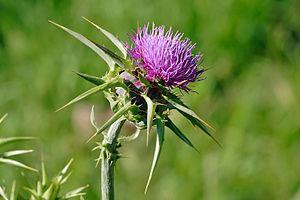 Milk thistle flowerhead