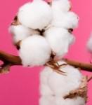 cotton-plant