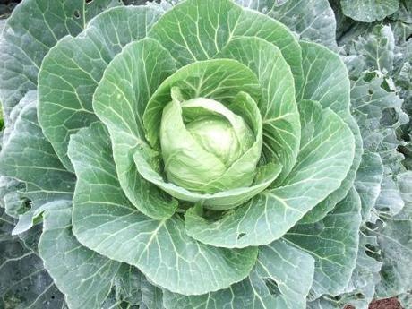 One of my many cabbages