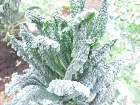 Black Tuscan Kale - which I need new ways to cook