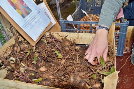 Tyntesfield: Digging deep and winning the English Heritage Angels Award