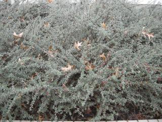 Cotoneaster integrifolius (10/11/2011, London)