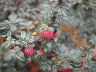 Cotoneaster integrifolius berry (10/11/2011, London)