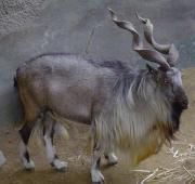 Markhor