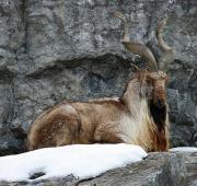 Markhor