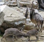 Markhor