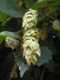 Humulus lupulus flower (10/11/2011, London)