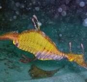 Sea Dragon